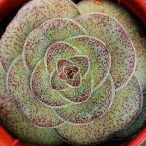 Crassula hemisphaerica leaf