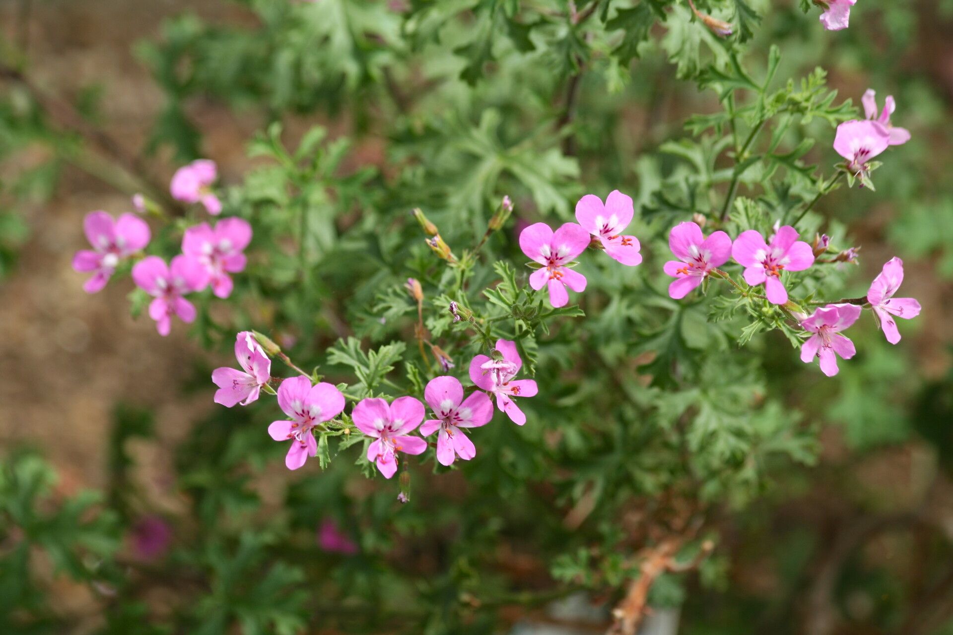 Pelargonium fruticosum flower