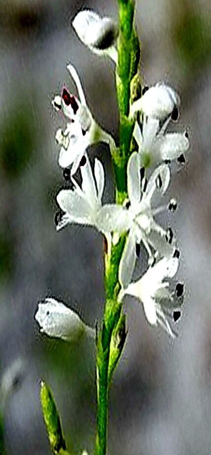 Polygonum delopyrum — houseplant care guide