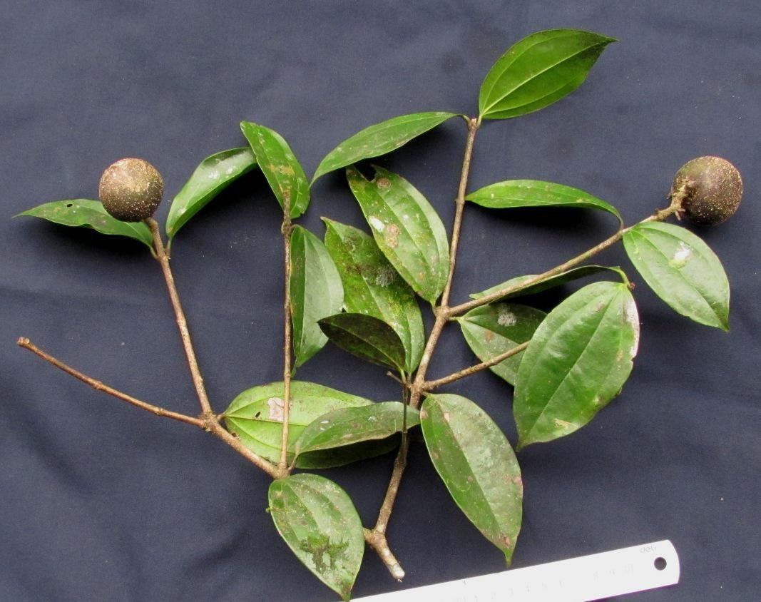 Strychnos chlorantha other