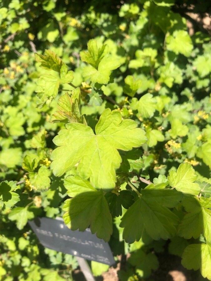 Ribes fasciculatum leaf