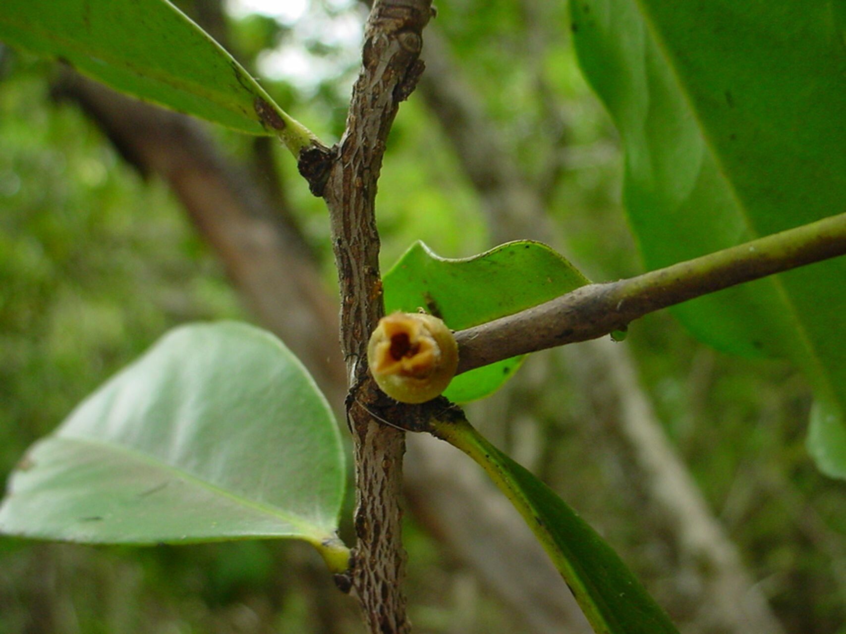 Diospyros cherrieri — houseplant care guide