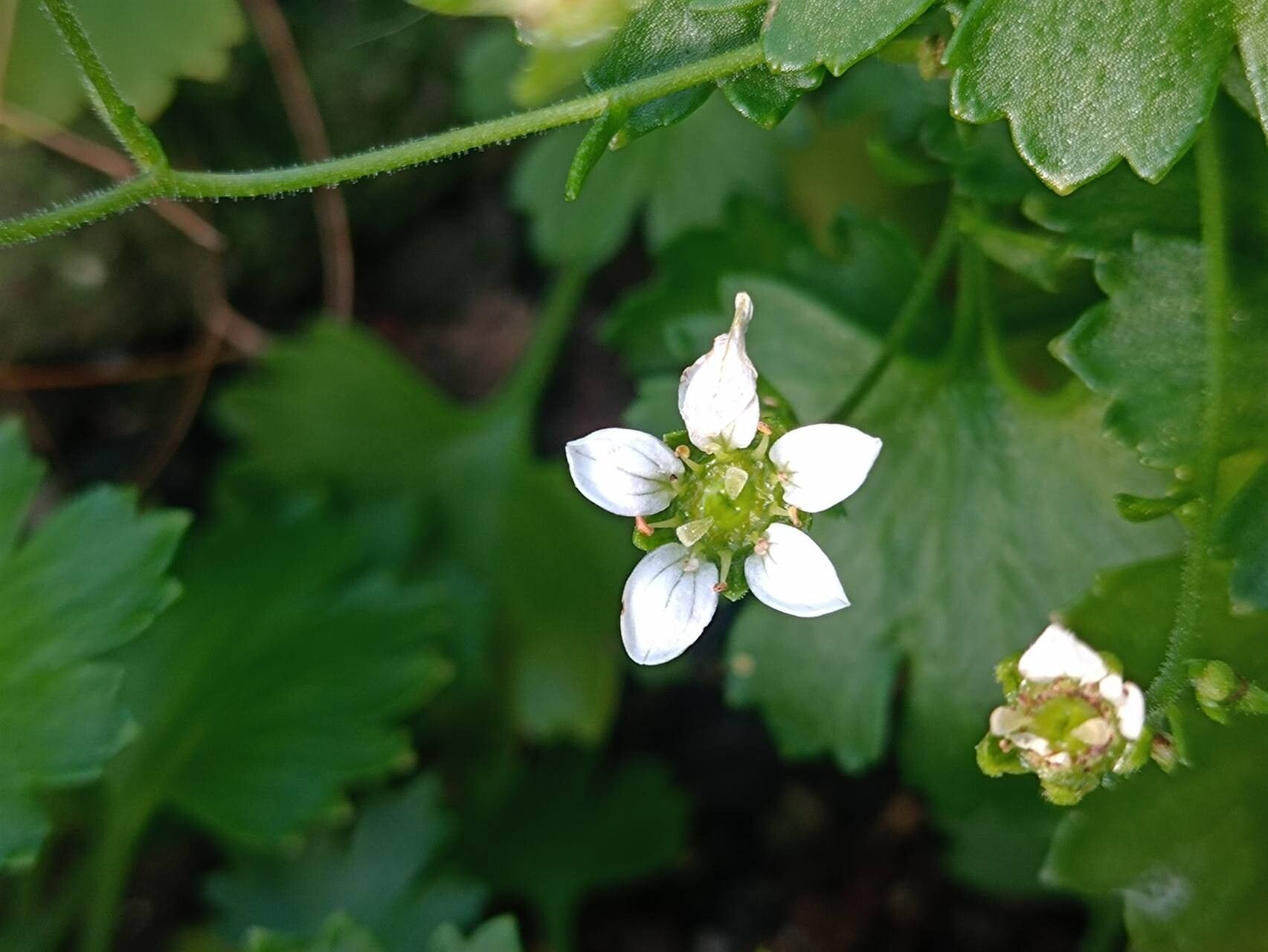 Saxifraga maderensis flower