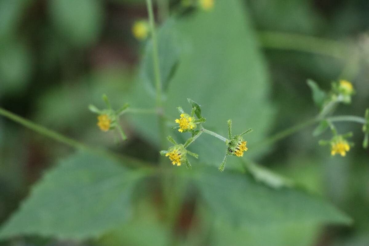 Sigesbeckia glabrescens flower