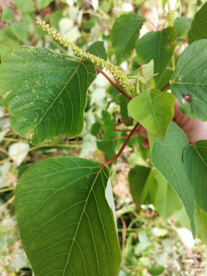 Homalanthus populneus — related species from the same genus
