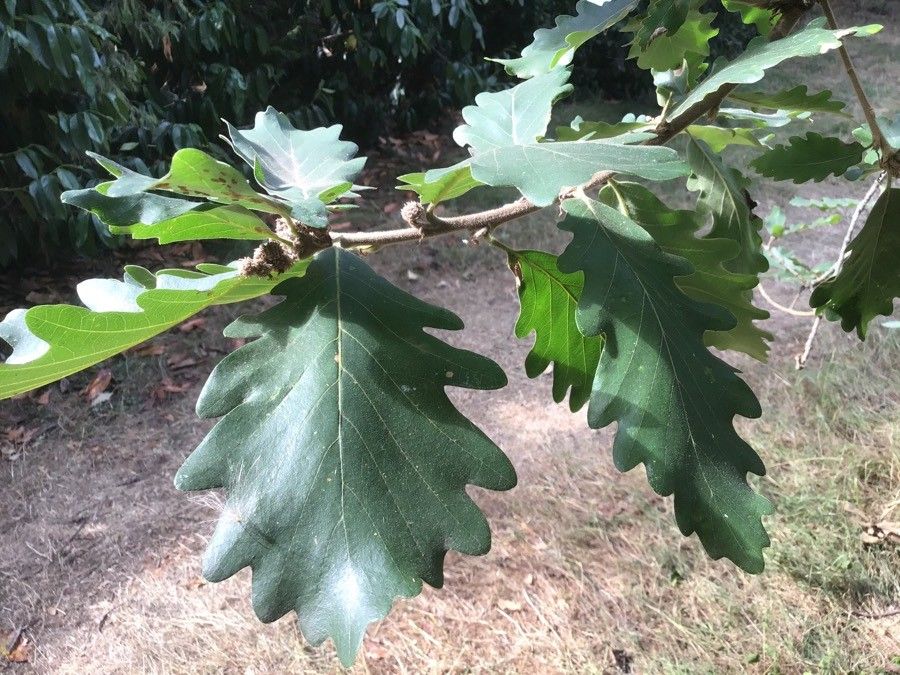 Quercus macranthera — search result for 'Iran'