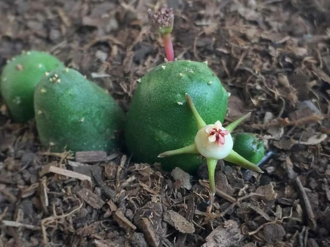 Duvalia parviflora — related species from the same genus