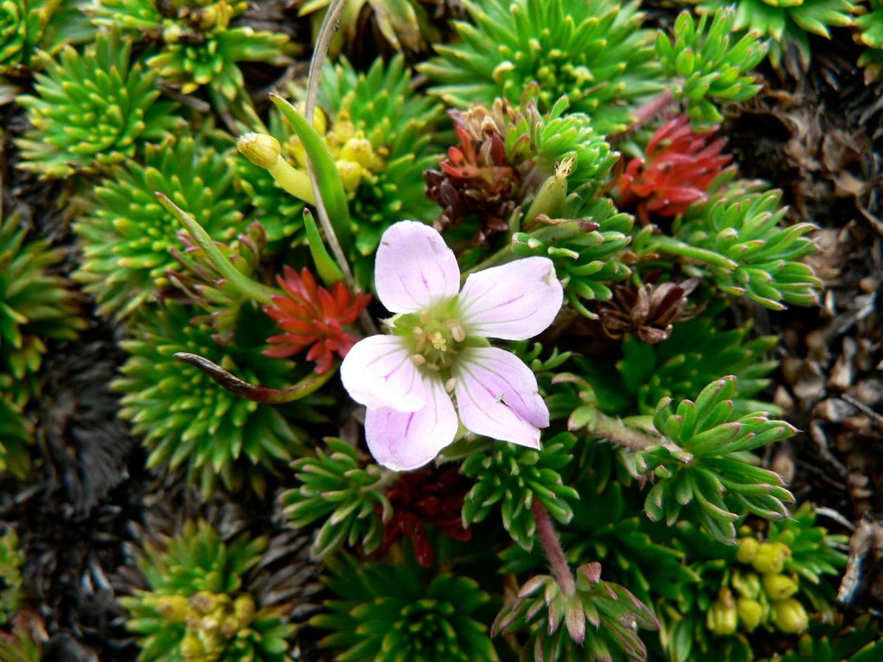 Geranium multipartitum flower