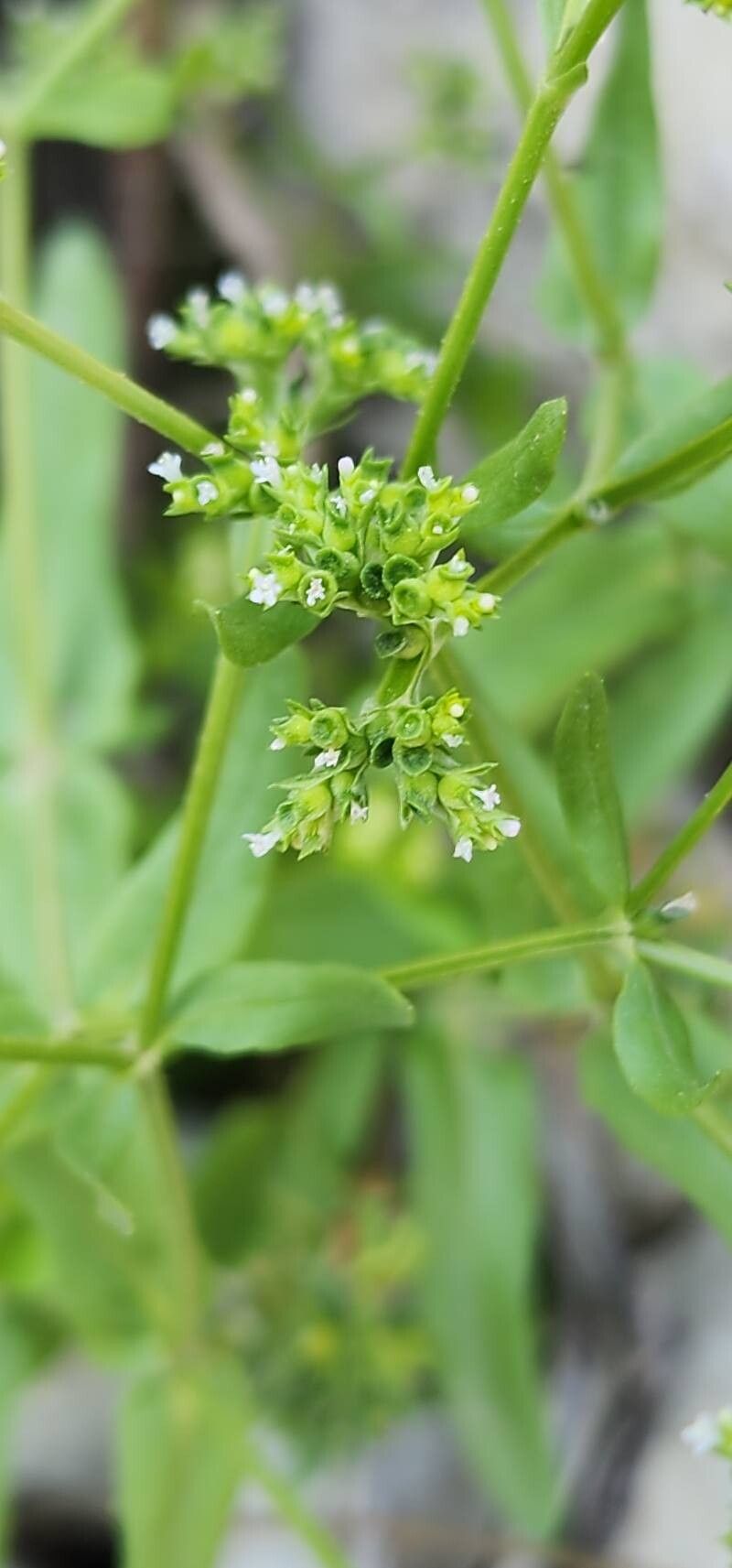 Valeriana dentata fruit