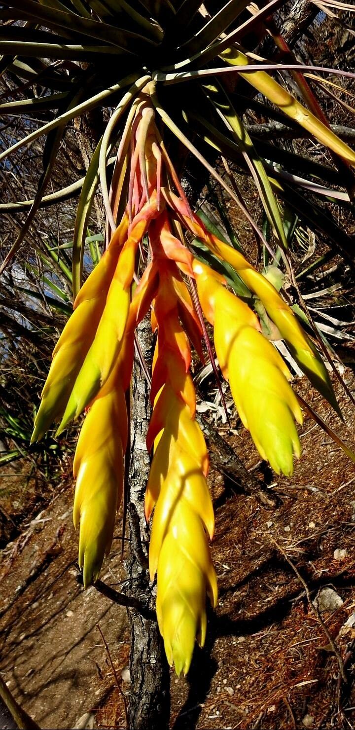 Tillandsia fasciculata flower