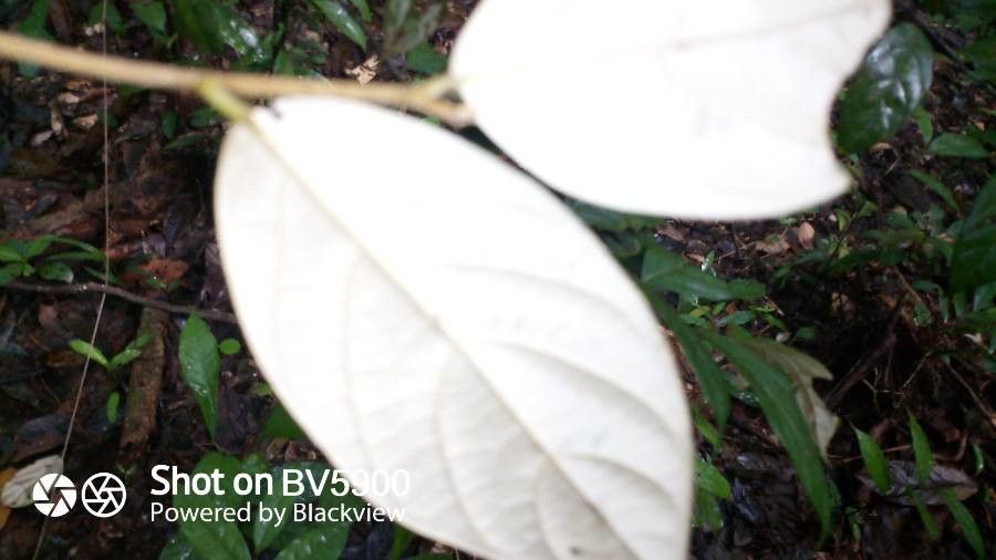 Ocotea argyrophylla leaf