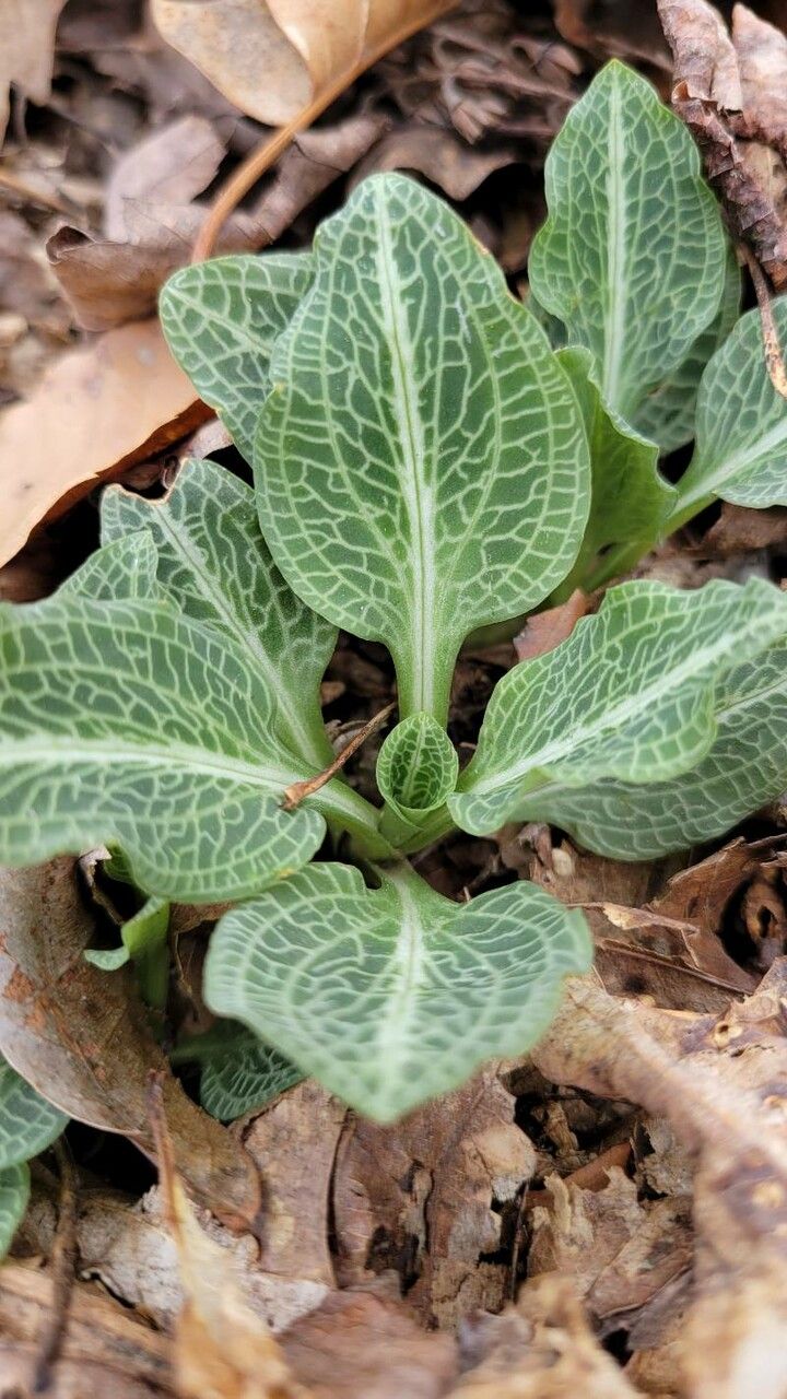 Goodyera pubescens — loam houseplant