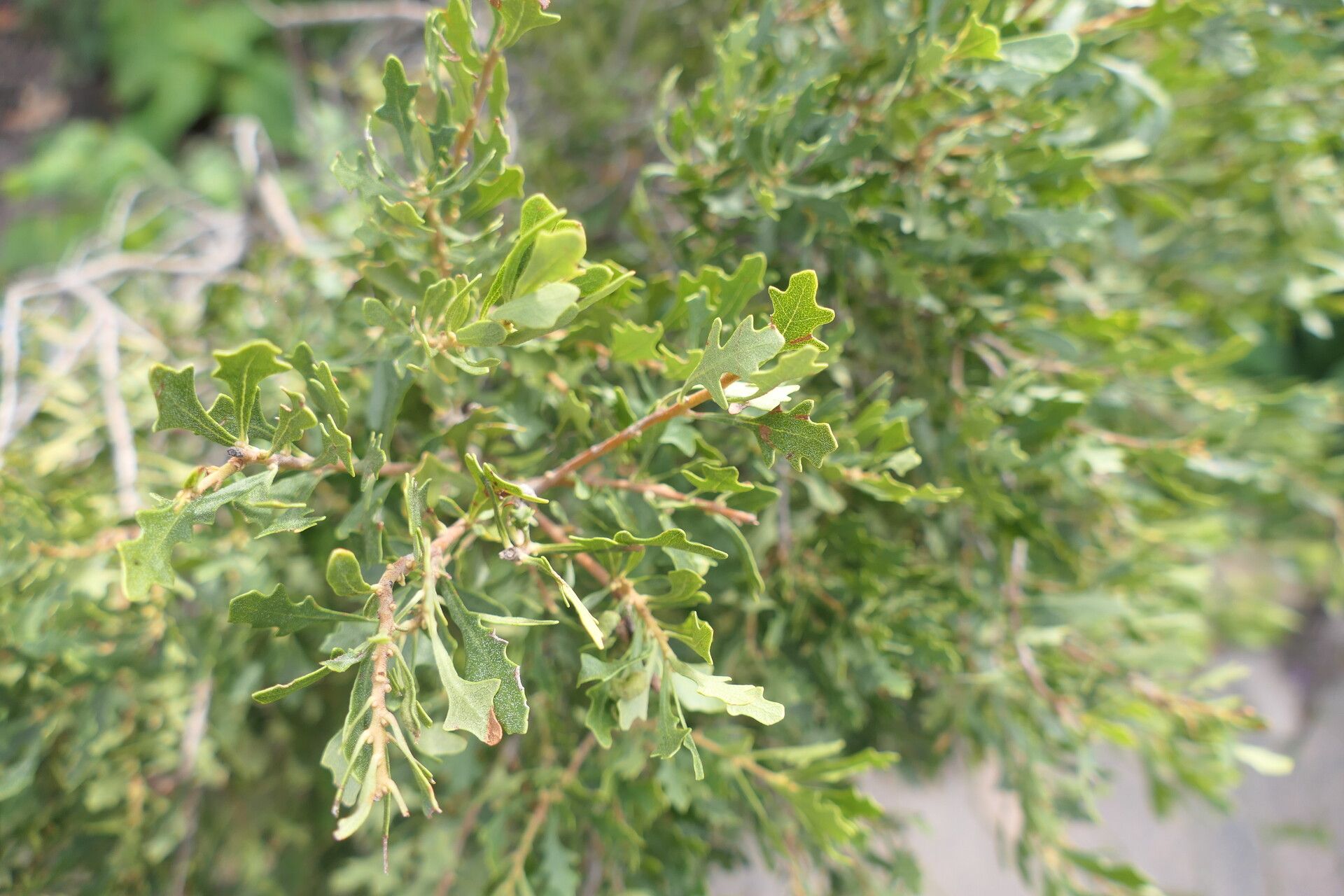 Morella quercifolia — search result for 'Morella'