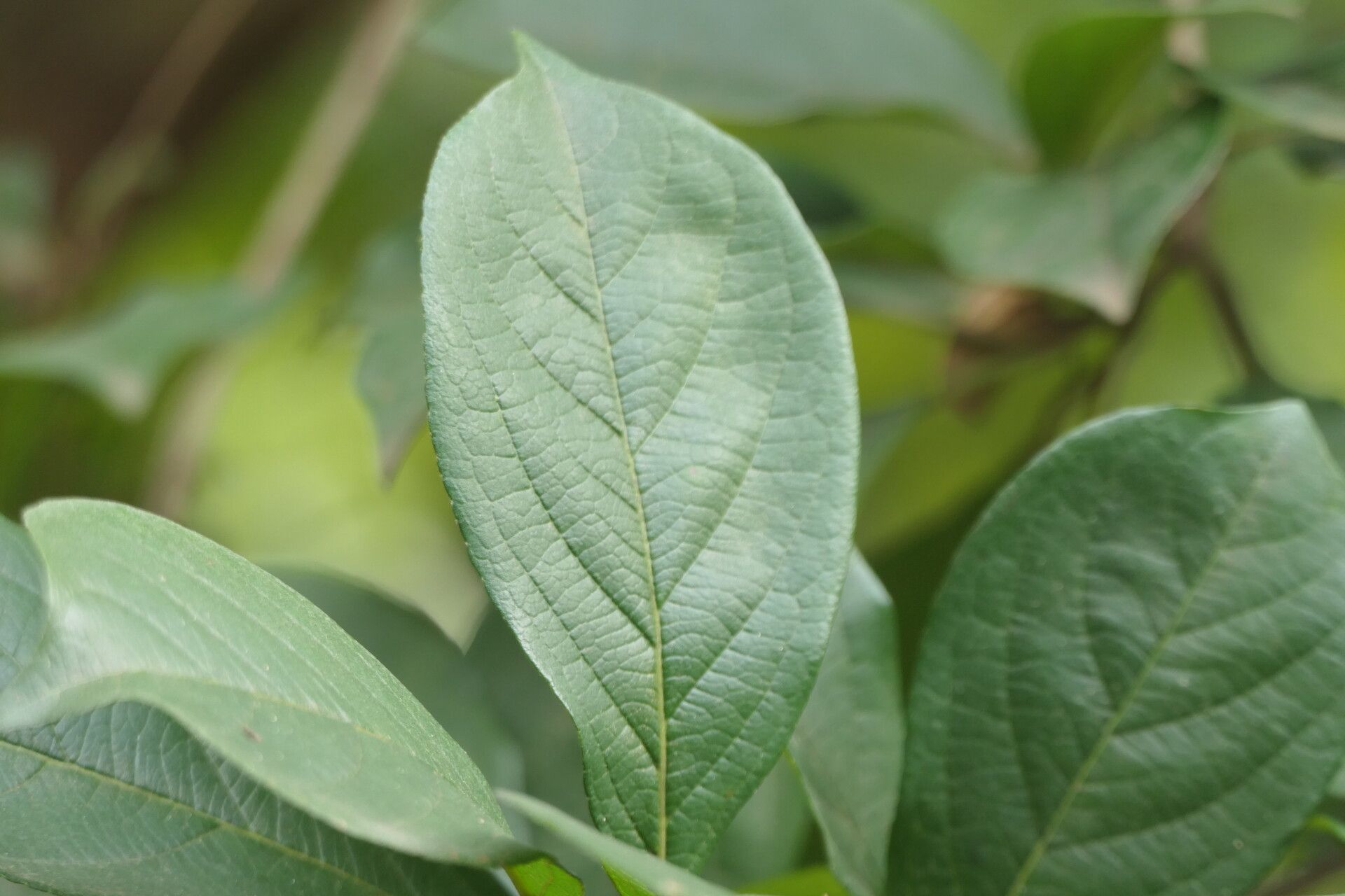 Cordia caffra leaf