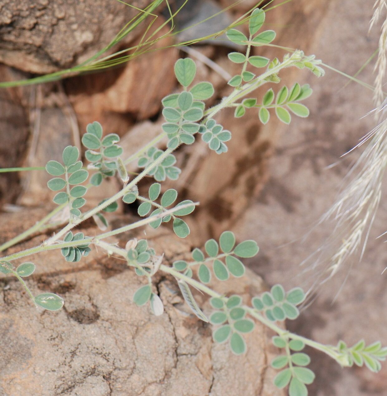 Tephrosia uniflora leaf