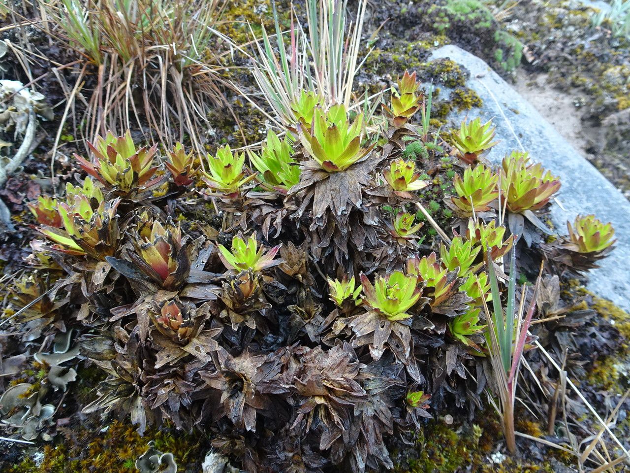 Gentianella dasyantha habit