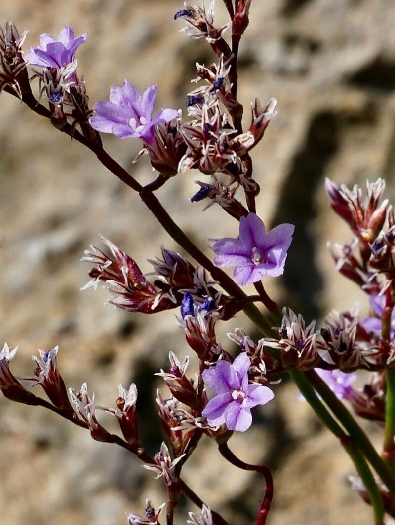 Limonium companyonis flower