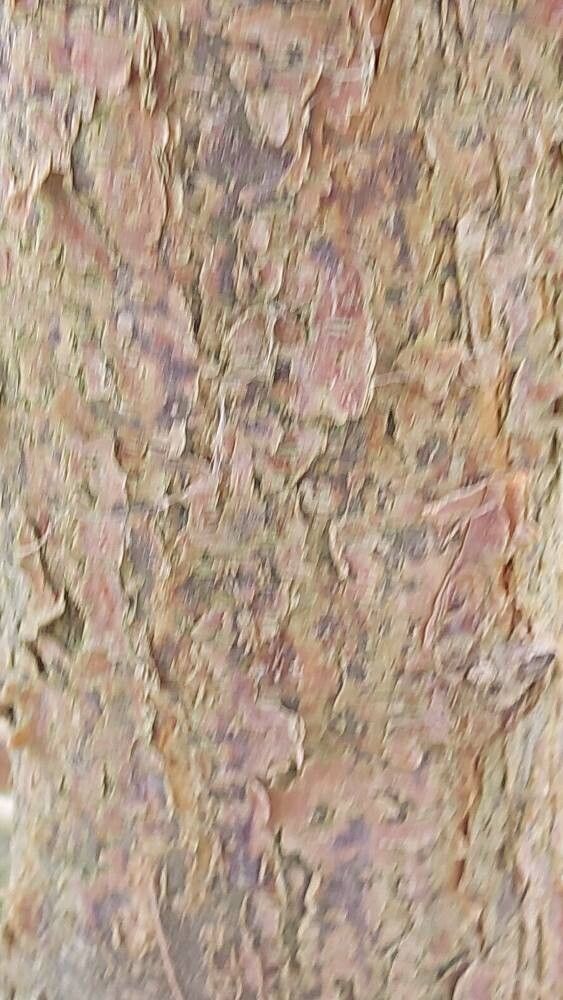 Senegalia laeta bark