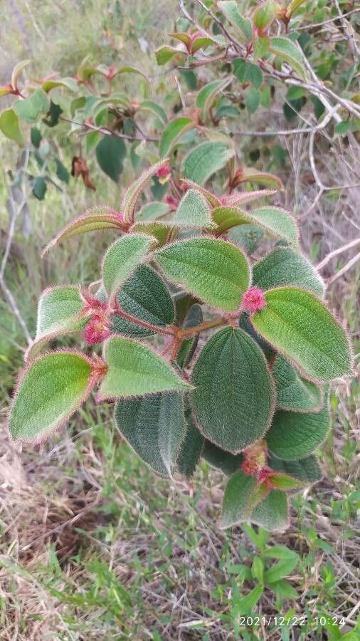 Miconia multiplinervia — search result for 'Miconia'