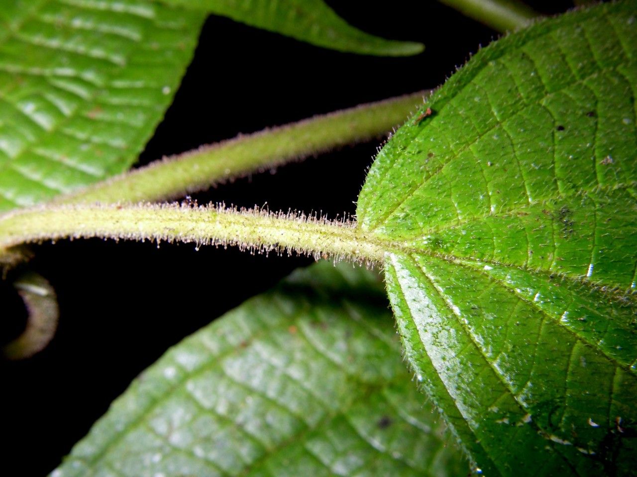 Clidemia japurensis bark