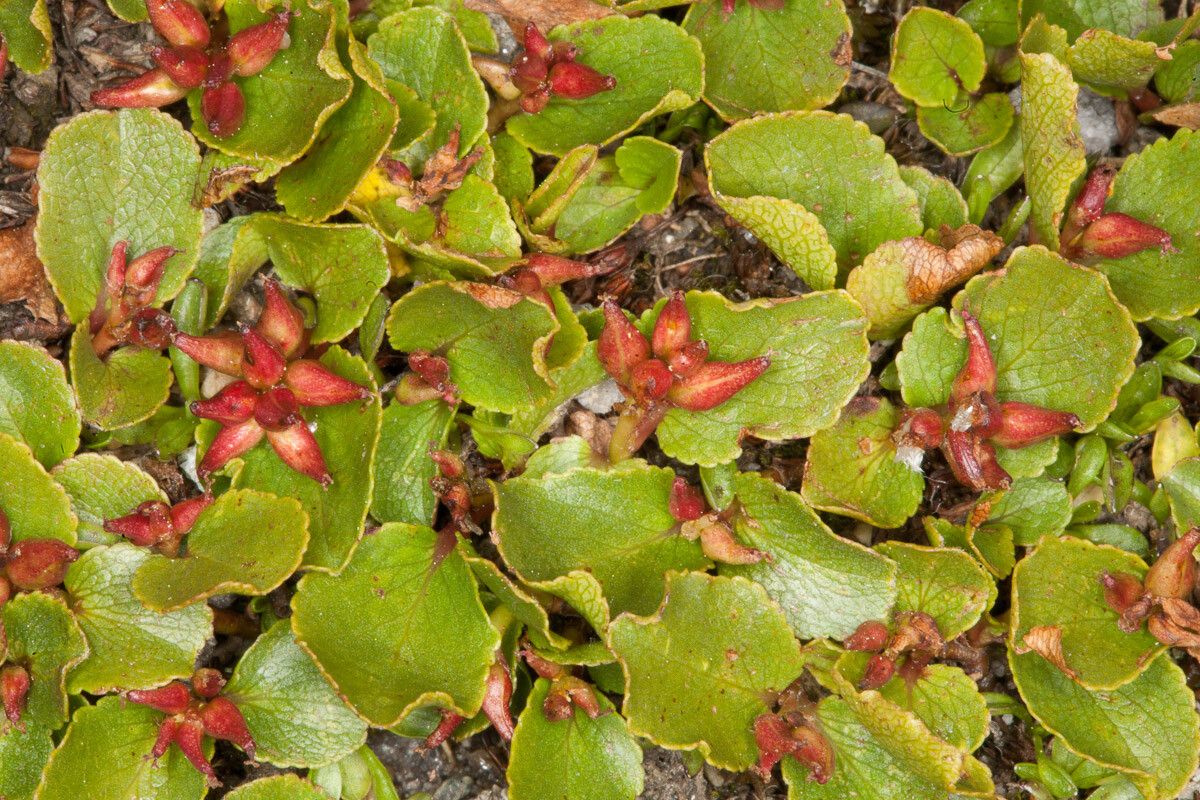 Salix herbacea fruit