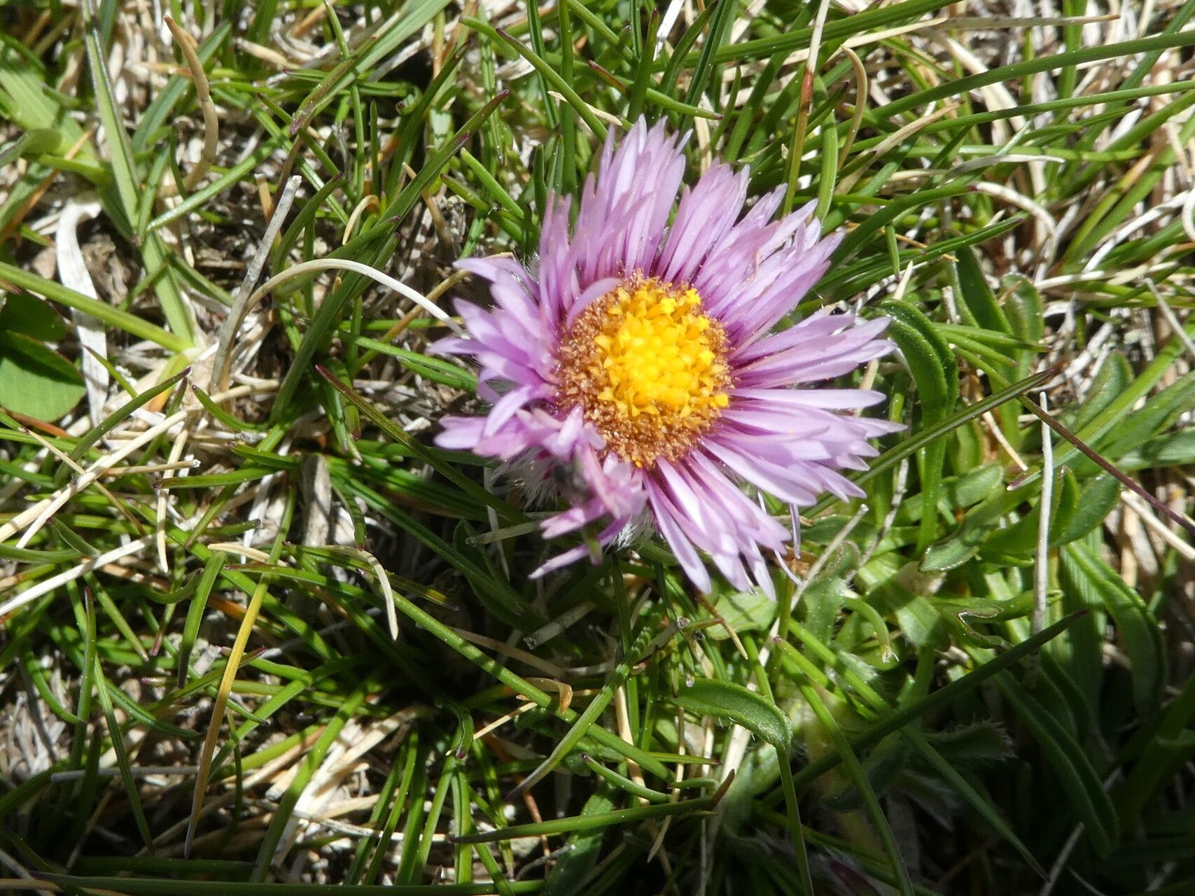 Erigeron aragonensis habit