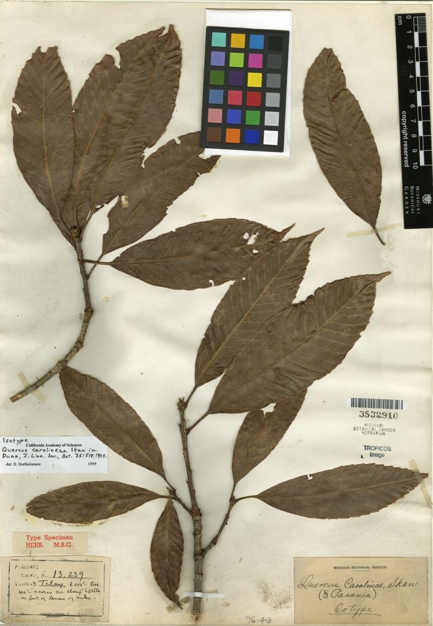 Lithocarpus carolinae — search result for 'Lithocarpus'