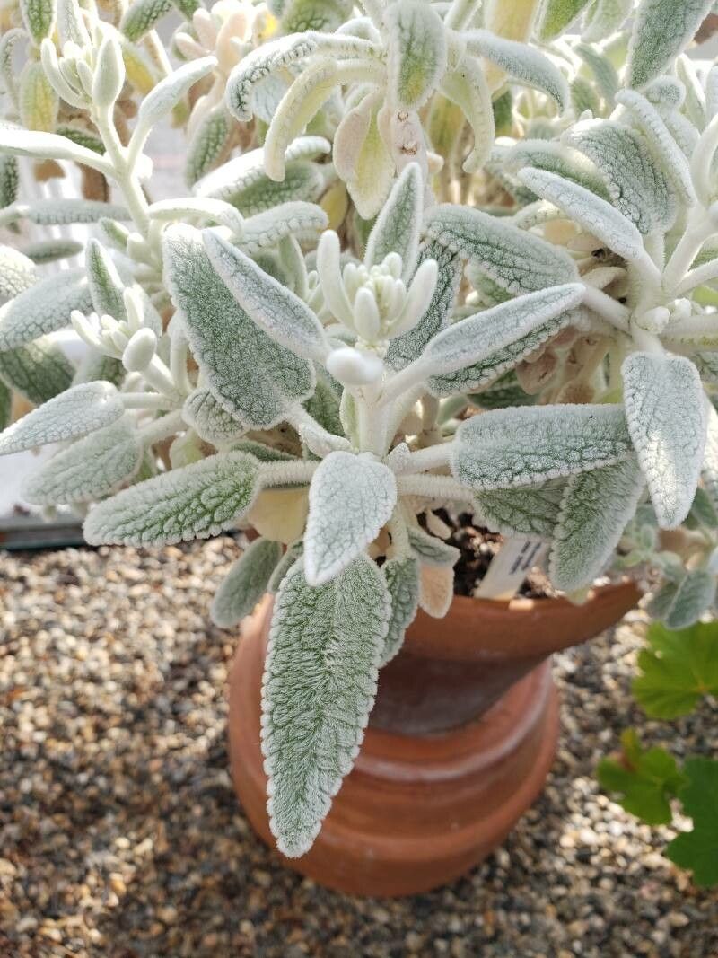 Sideritis oroteneriffae — search result for 'Sideritis'