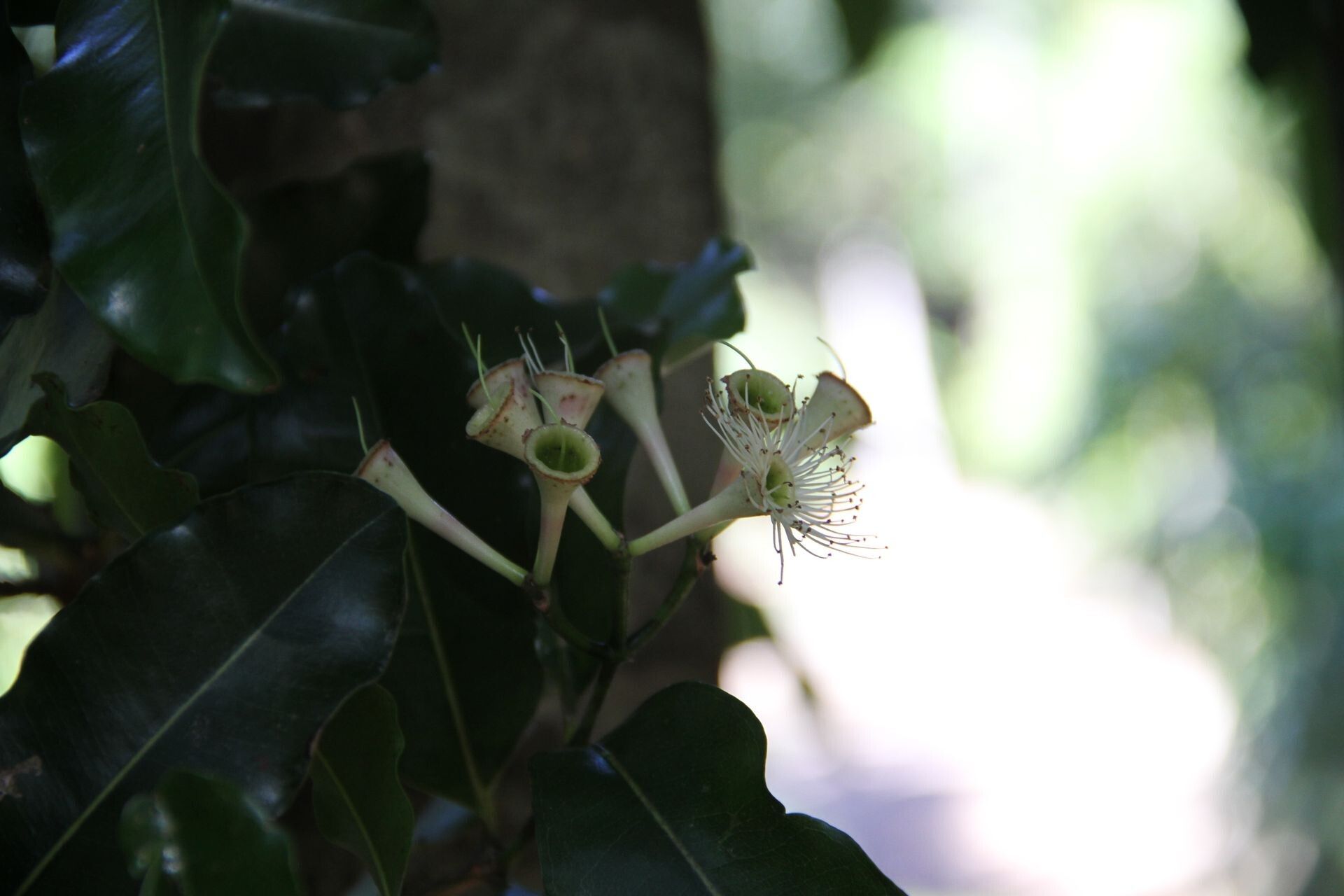 Syzygium balansae flower