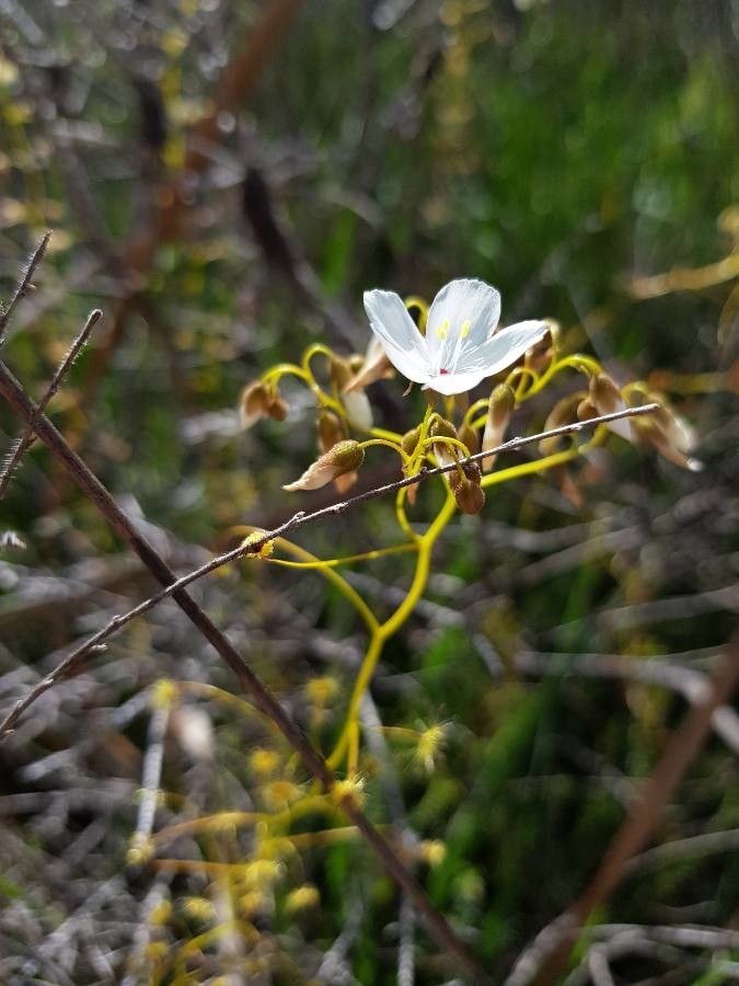 Drosera macrantha — search result for 'Drosera'