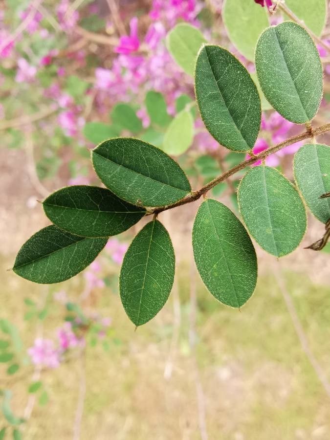 Indigofera szechuensis — search result for 'Indigofera'