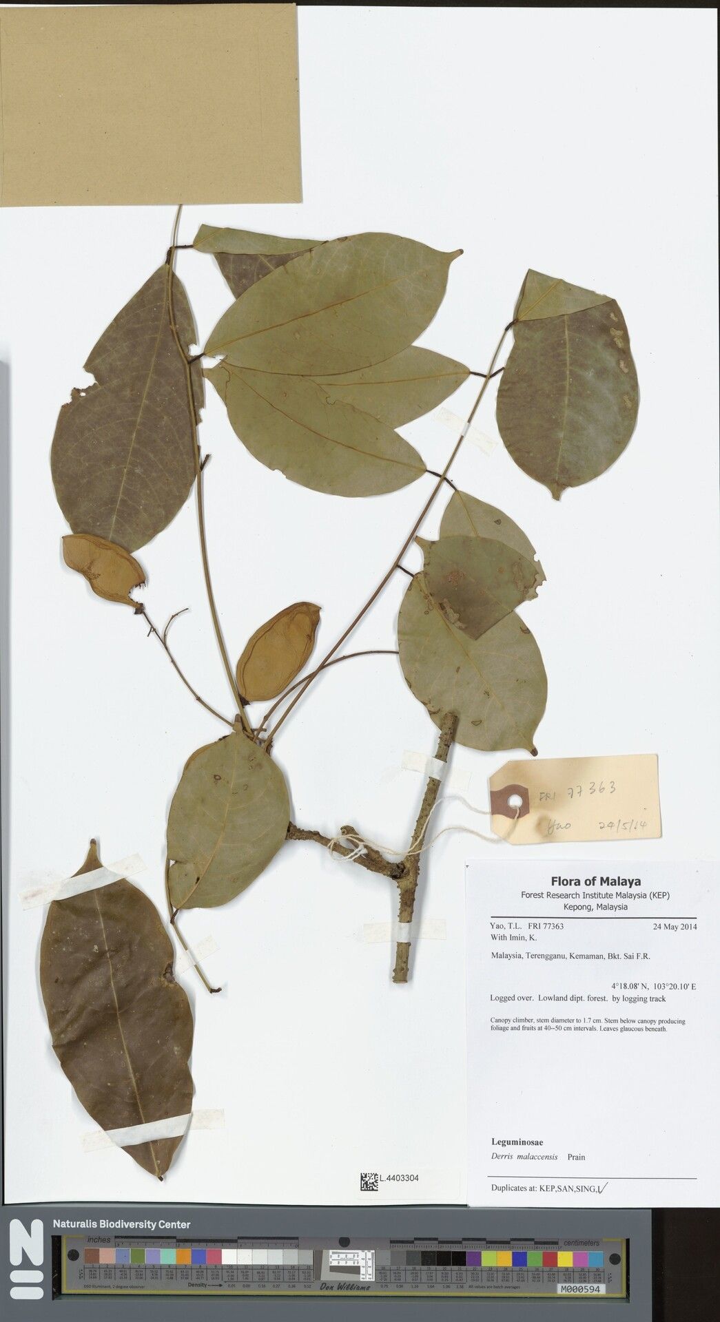 Derris montana — related species from the same genus