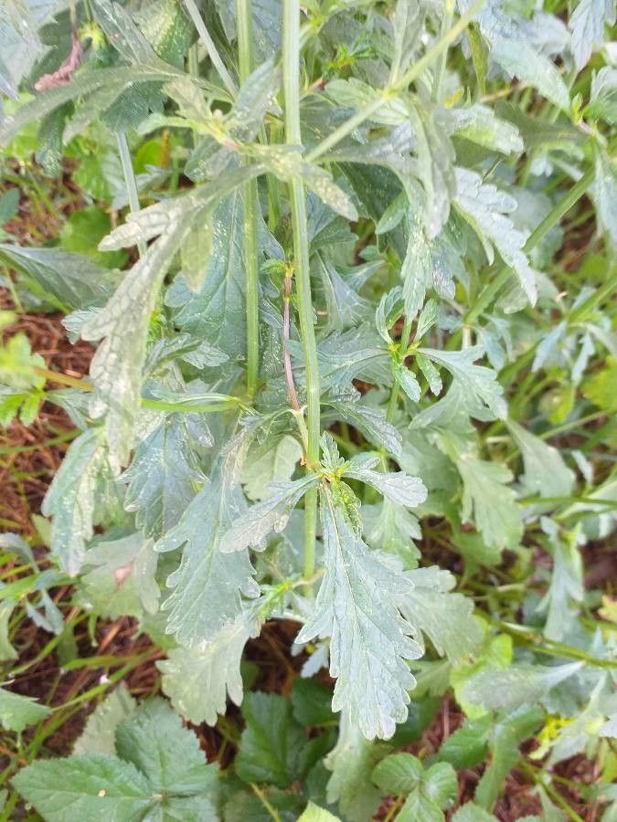Verbena officinalis leaf