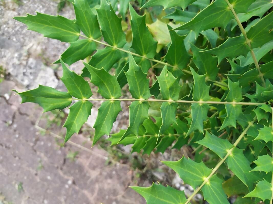 Berberis japonica leaf
