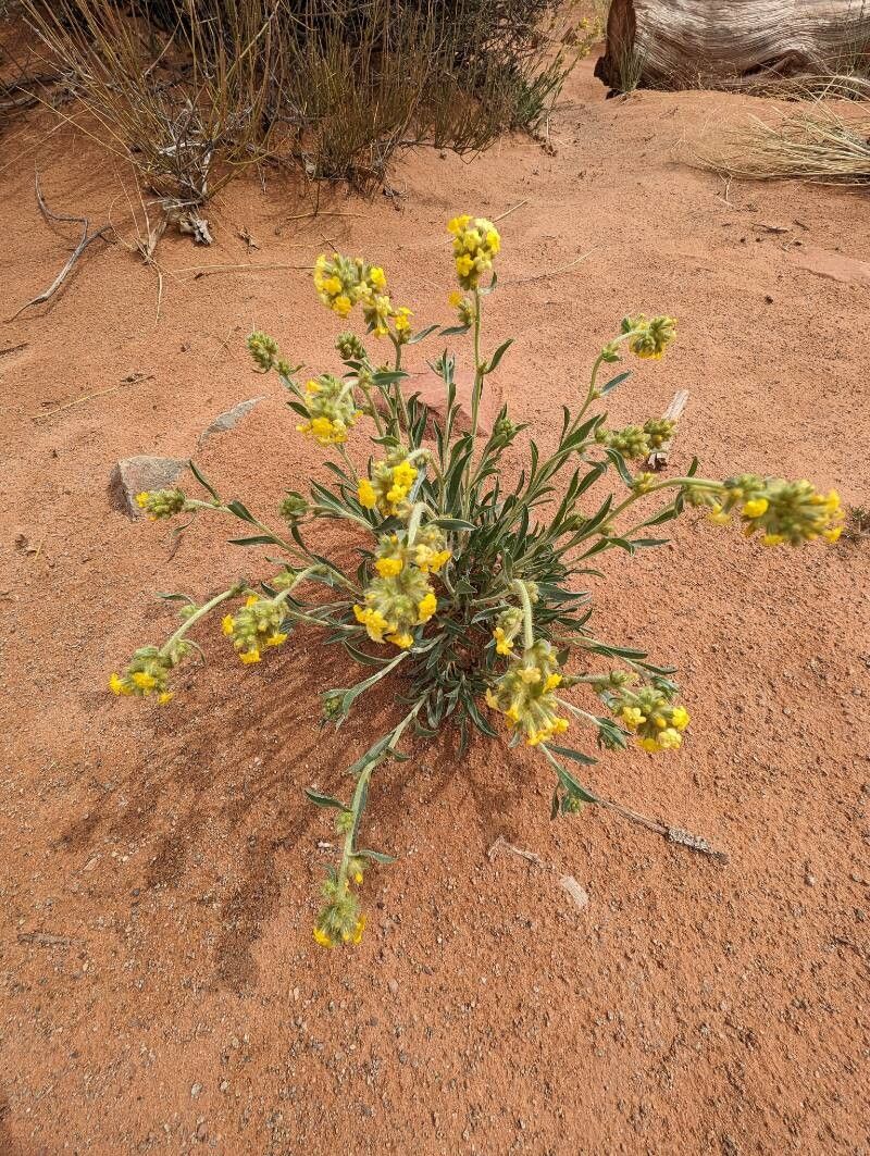 Oreocarya confertiflora habit