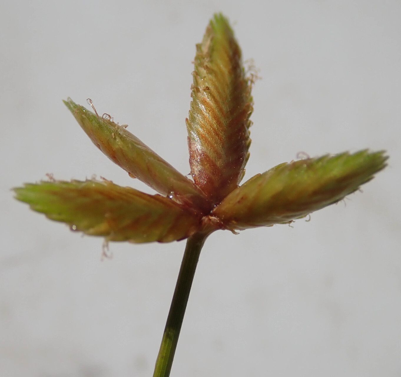 Cyperus pectinatus flower