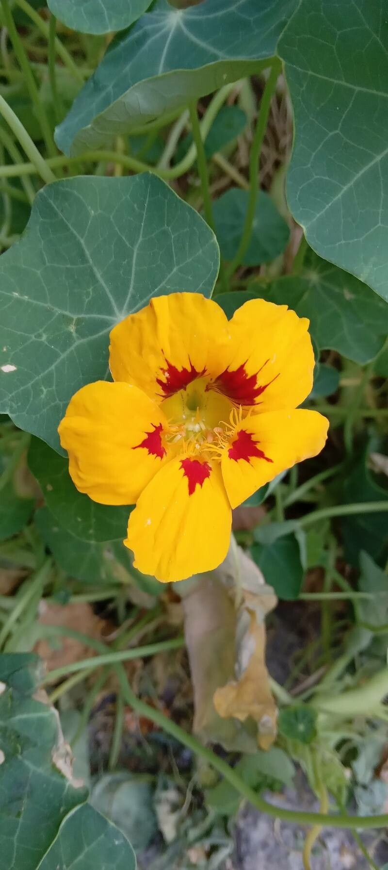 Tropaeolum minus flower