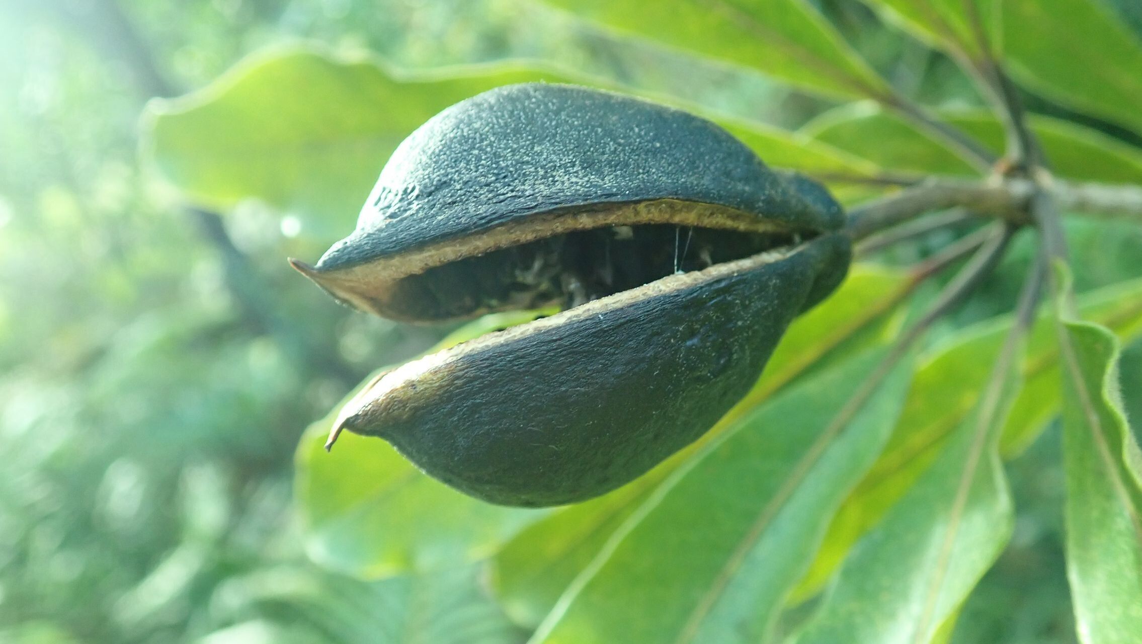 Pittosporum hematomallum fruit
