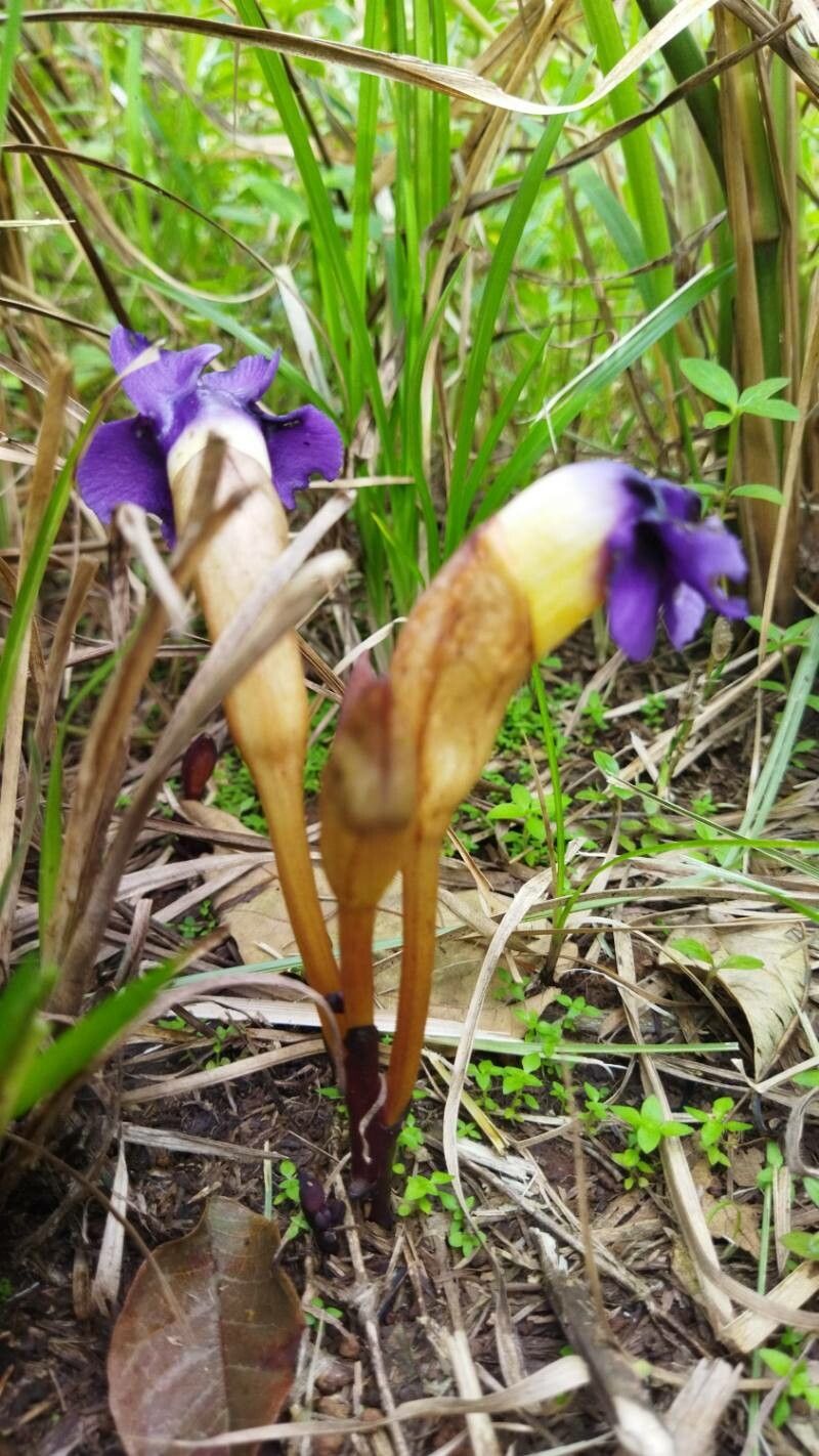 Aeginetia acaulis — related species from the same genus