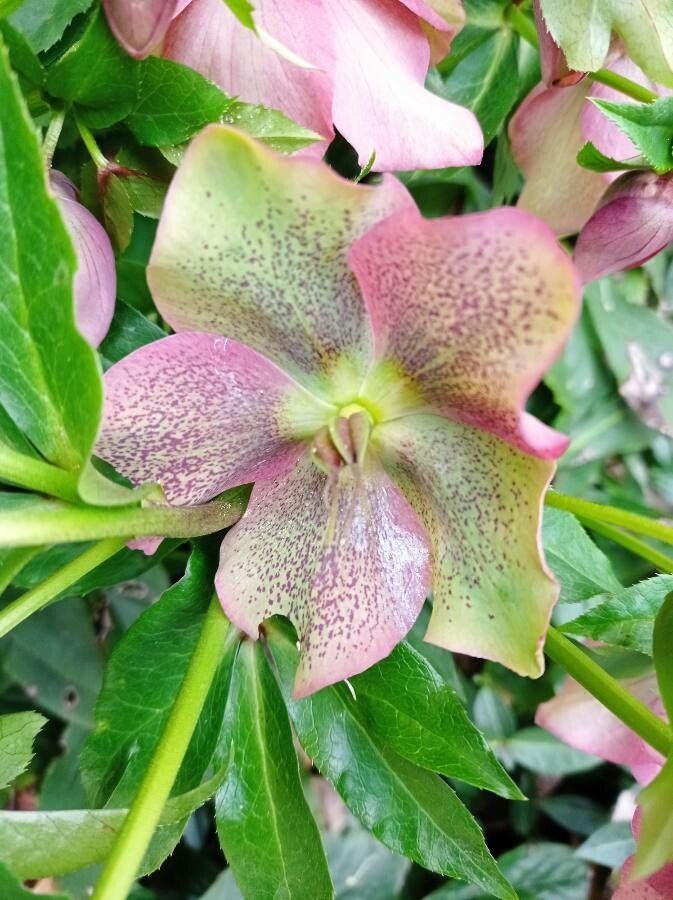 Helleborus purpurascens flower