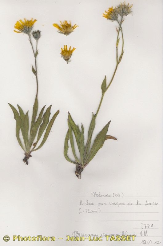 Hieracium scorzonerifolium habit