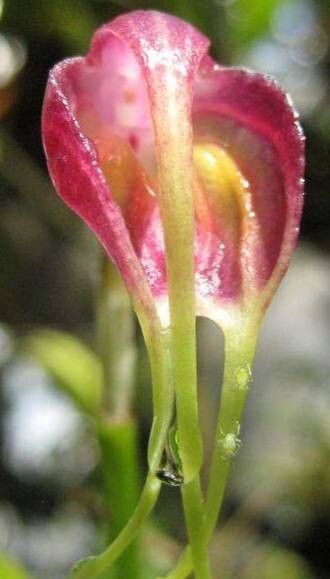 Masdevallia bicolor
