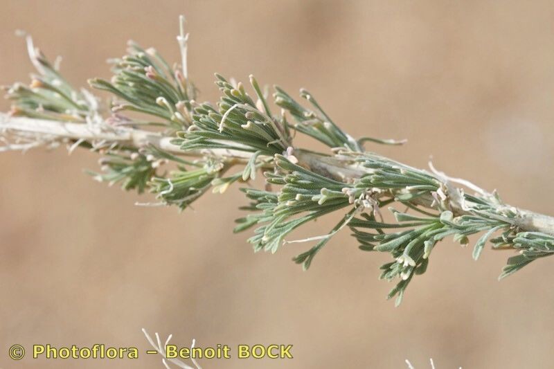 Descurainia gonzalezii other