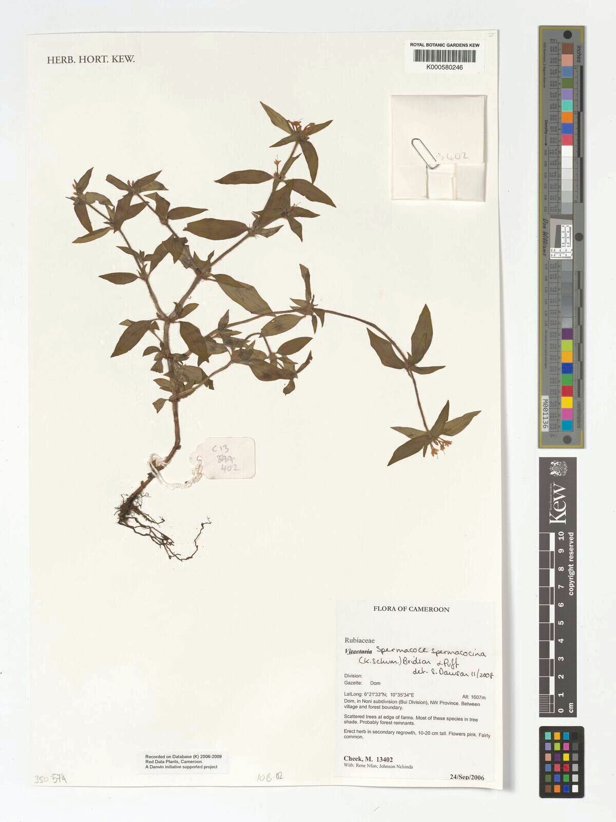 Spermacoce spermacocina — houseplant care guide