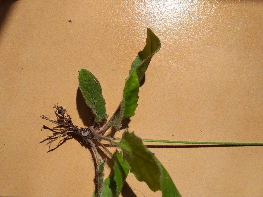 Crepis suffreniana — search result for 'Crepis'