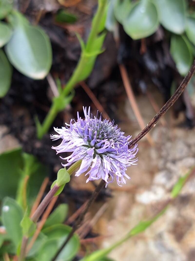 Globularia majoricensis flower