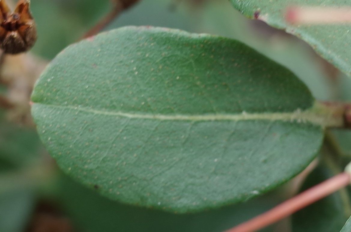 Rhododendron racemosum — search result for 'Bhutan'