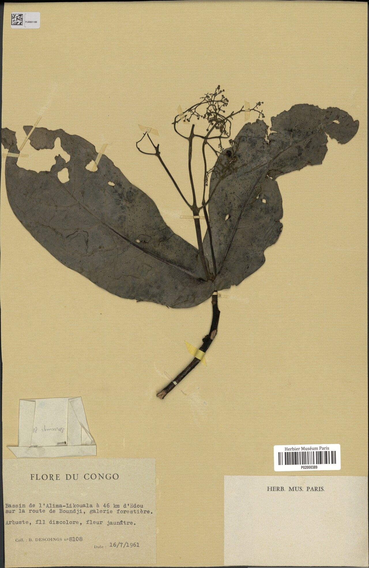 Beilschmiedia descoingsii — houseplant care guide