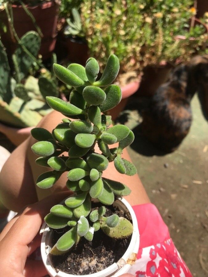 Crassula rogersii leaf