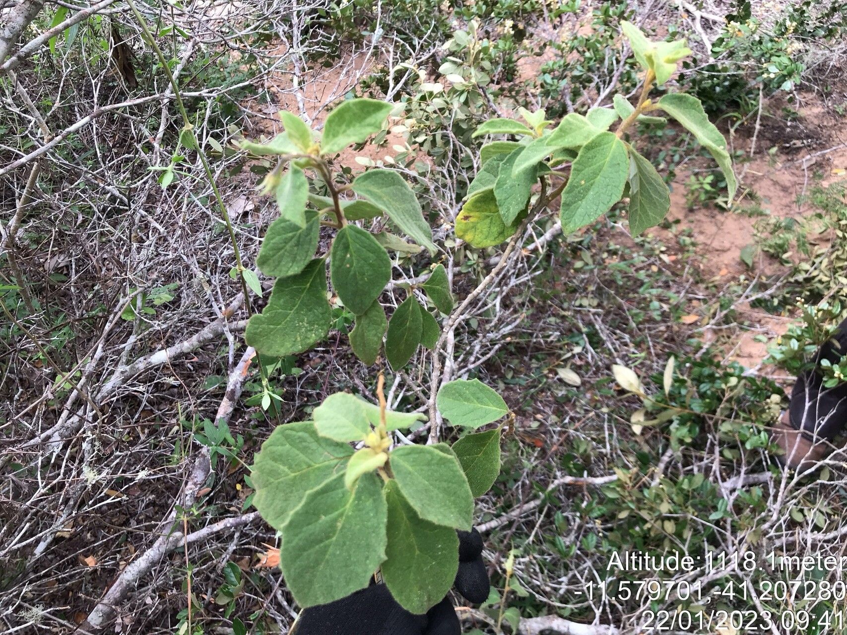 Solanum megalonyx habit